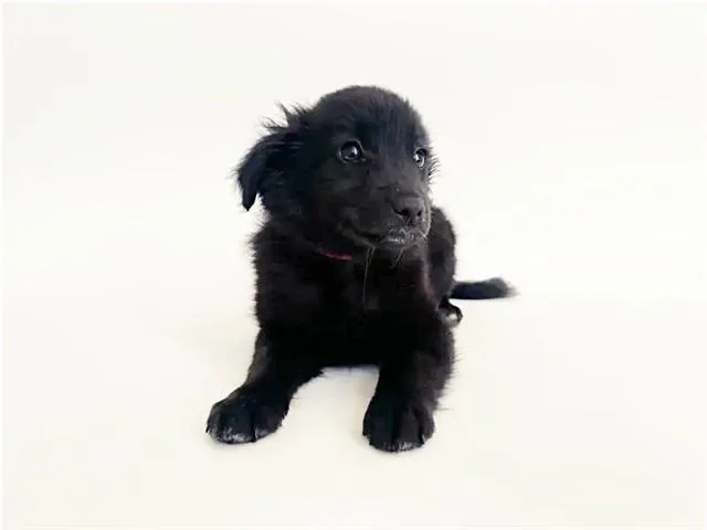 A baby small-sized female Terrier dog named Nora for adoption in Saint Louis, MO