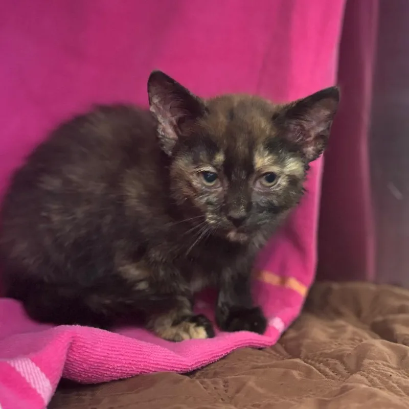 A baby small-sized female Black Domestic Short Hair cat named Alexis for adoption in Nashville, IN