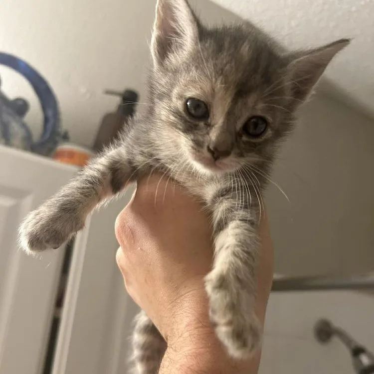 Pepper thumbnail 3