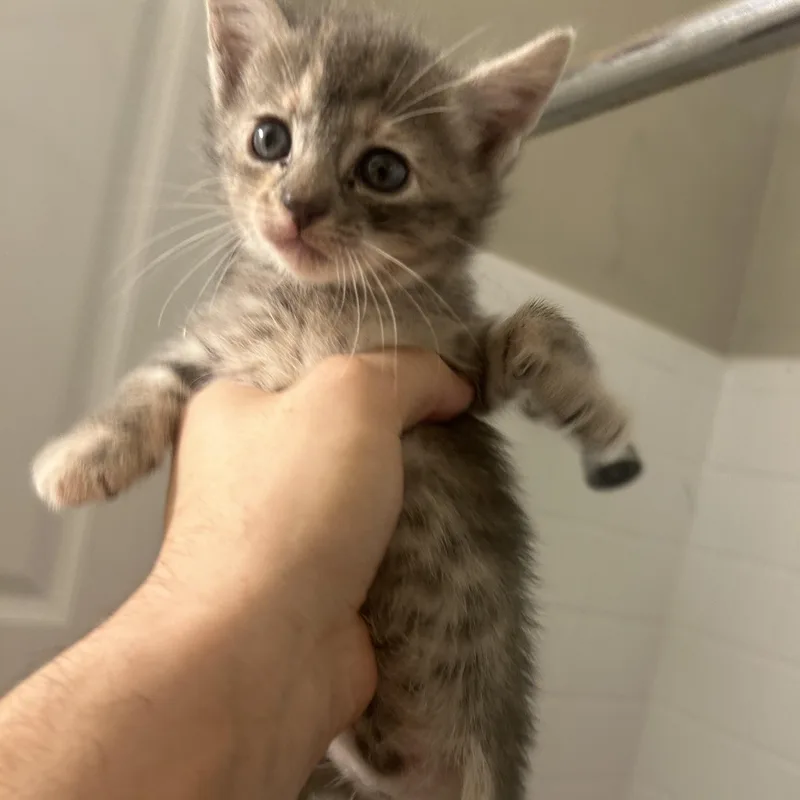 Pepper thumbnail 4