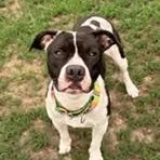An adult medium-sized female American Staffordshire Terrier dog named Rena for adoption in Taunton, MA