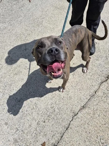 An adult large-sized female Pit Bull Terrier dog named Pen  Yoshi Hw+ for adoption in Lawrenceville, GA