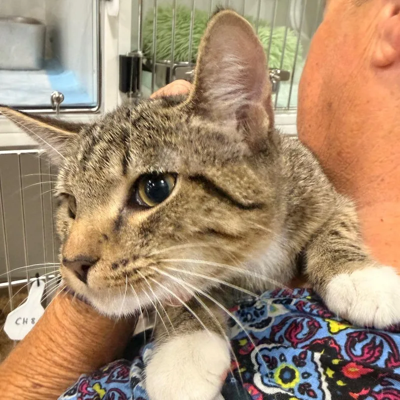 A baby medium-sized male Gray / Blue / Silver Domestic Short Hair cat named Toast for adoption in Elizabeth City, NC