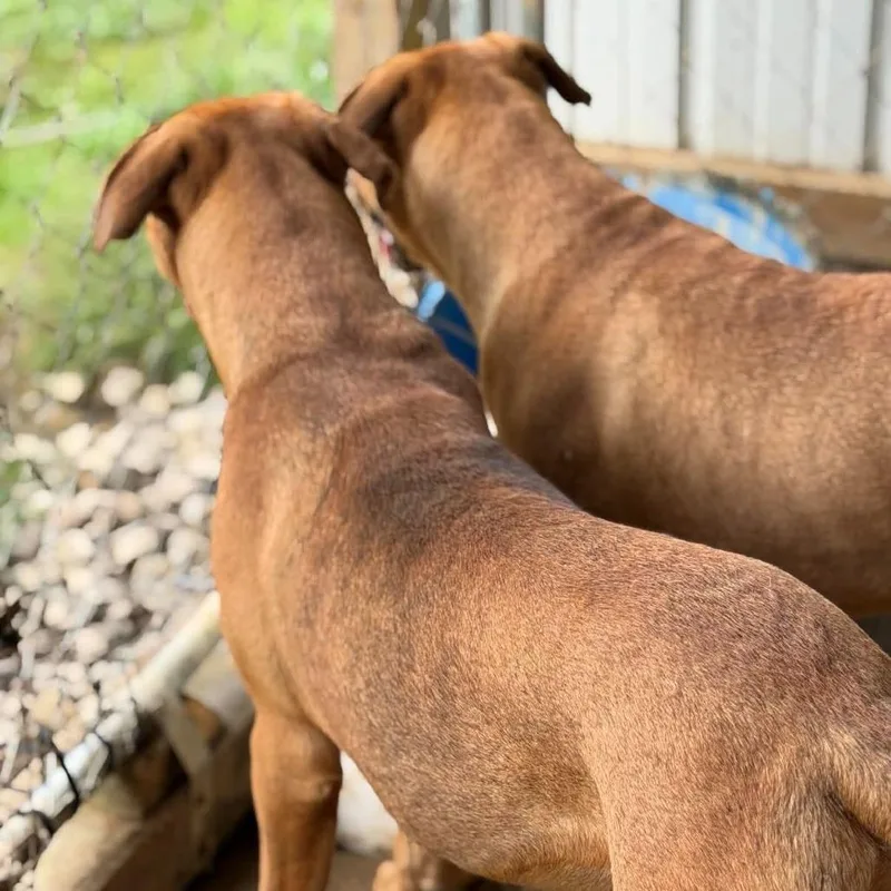 A young medium-sized male Yellow / Tan / Blond / Fawn Mixed Breed dog named Biscuit for adoption in Frederick, MD