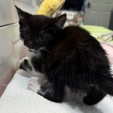 A baby small-sized female Domestic Short Hair cat named Tempest for adoption in Cumming, GA
