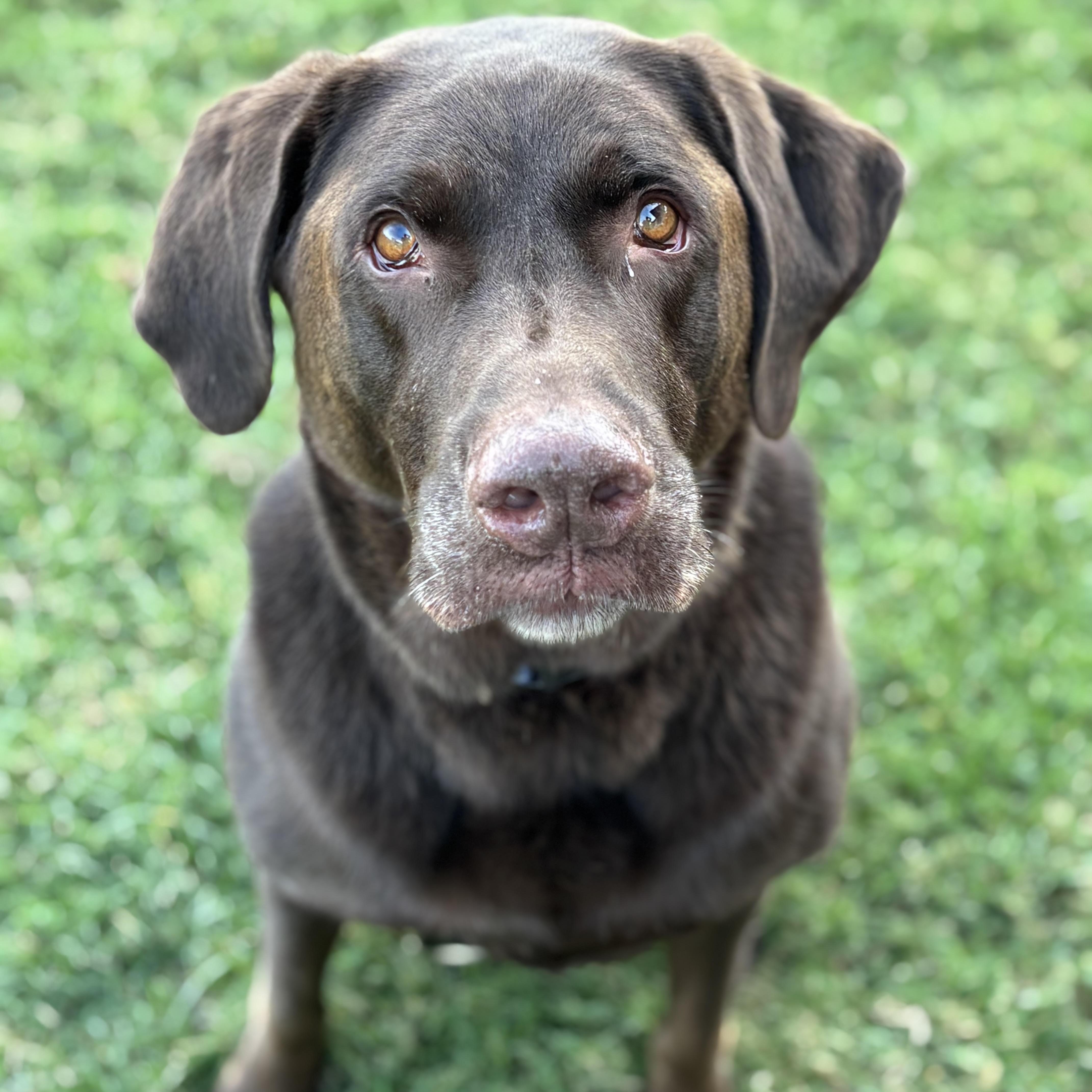An adult large-sized male Chocolate Labrador Retriever dog named Blue for adoption in Springfield, MO