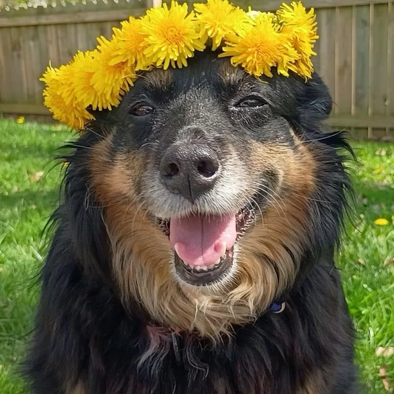 An adult medium-sized female Black Australian Shepherd dog named Rizzo for adoption in Grafton, OH