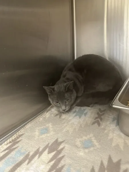 An adult medium-sized female Domestic Short Hair cat named 22869 for adoption in Covington, GA