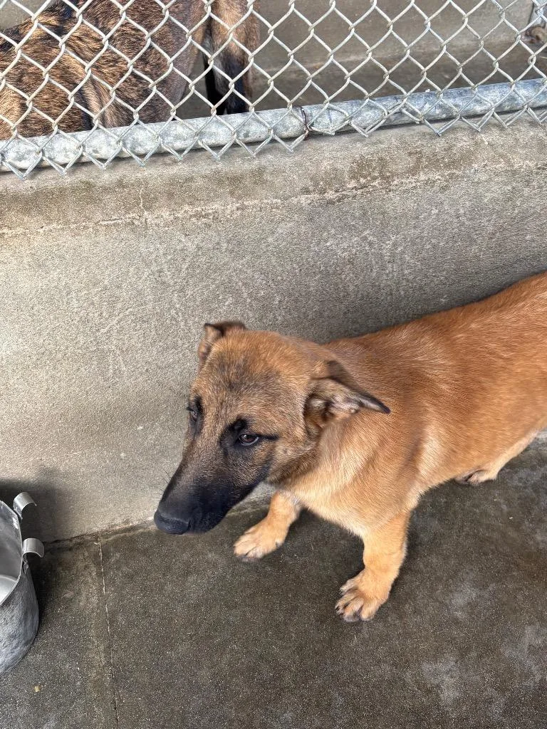 A baby medium-sized female German Shepherd Dog dog named Orion for adoption in McFarland, CA