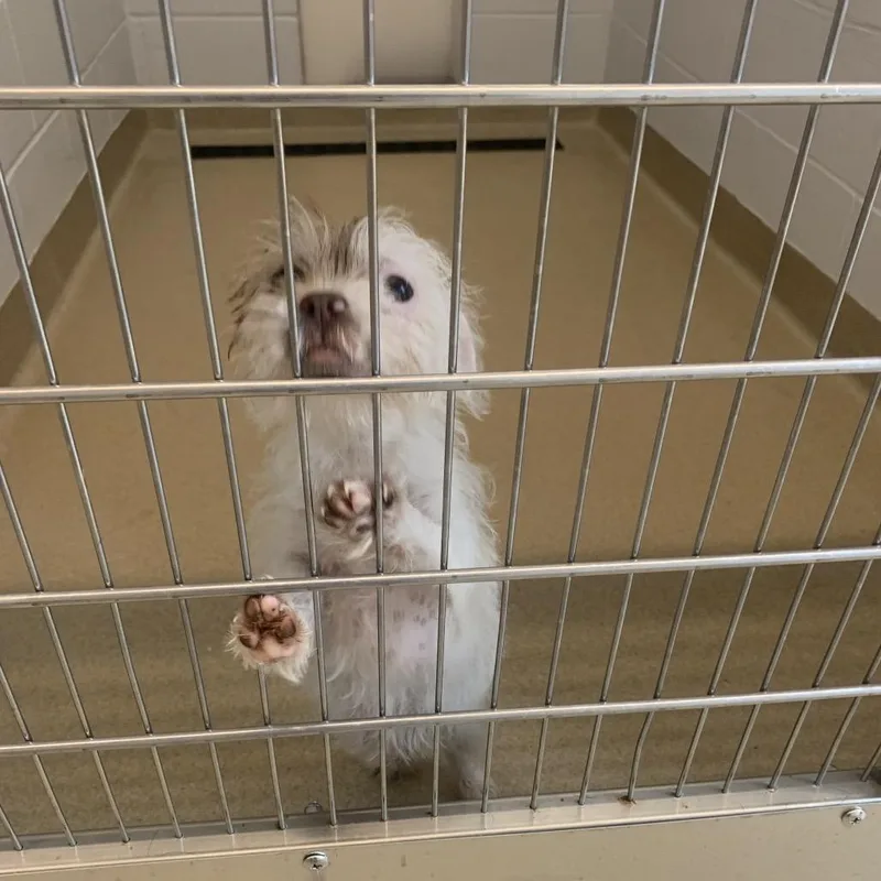 A baby small-sized female White / Cream Rat Terrier dog named Holly for adoption in West Palm Beach, FL