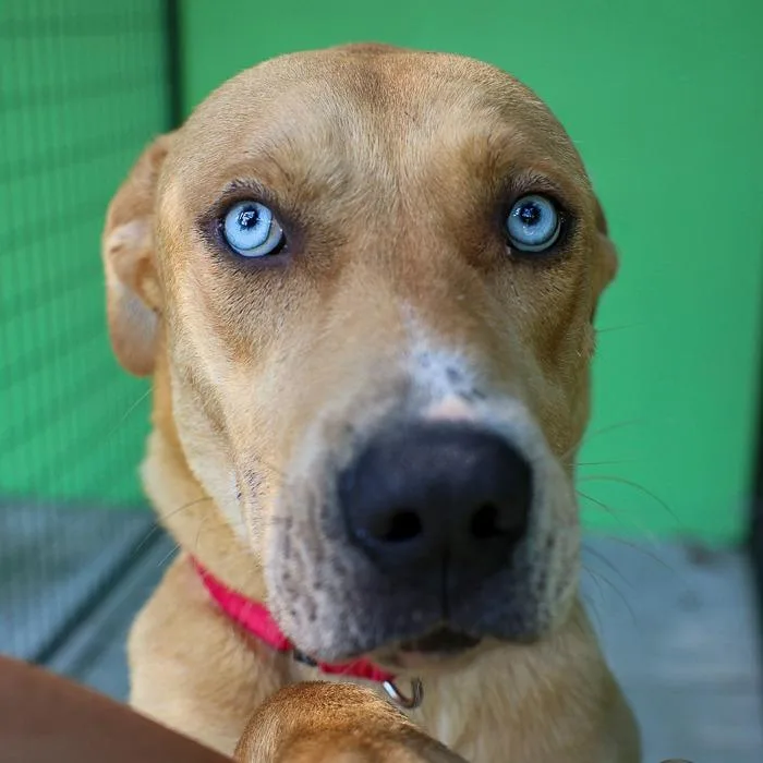 An adult medium-sized male Brown / Chocolate Mixed Breed dog named Thurman for adoption in Bradenton, FL