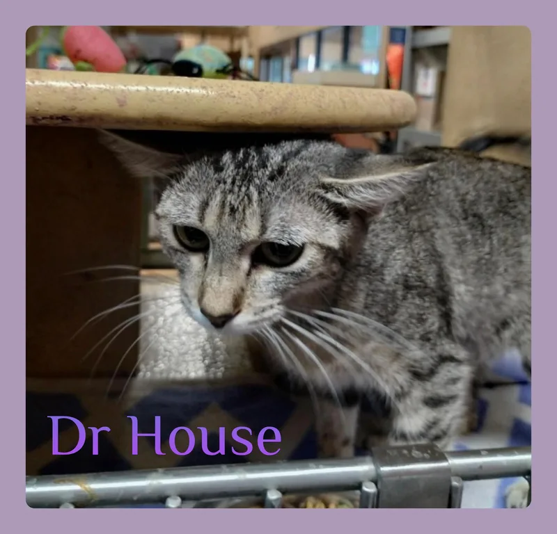 Dr House