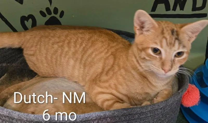 A baby medium-sized male Domestic Short Hair cat named Dutch for adoption in Amherst, VA