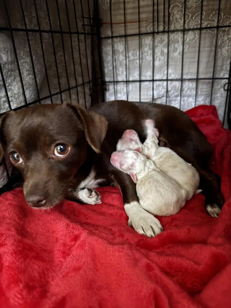 An adult small-sized female Brown / Chocolate Chihuahua dog named Maddie for adoption in Valley Village, CA