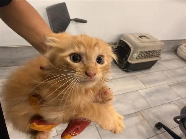 A baby small-sized male Domestic Medium Hair cat named A for adoption in Charlotte, NC