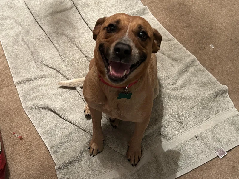 An adult medium-sized female Terrier dog named Dori for adoption in Aurora, IL