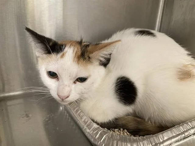 A baby small-sized female Domestic Short Hair cat named Strudel for adoption in Tustin, CA