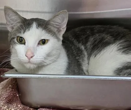 A young medium-sized male Gray & White Domestic Short Hair cat named Fredrick for adoption in Dubuque, IA