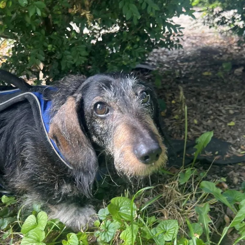 A senior small-sized male Black Mixed Breed dog named Ivan for adoption in Mentor, OH