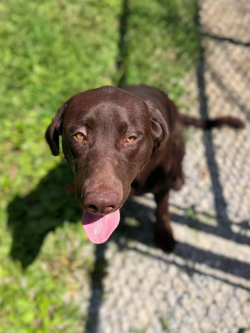 An adult medium-sized male Brown / Chocolate Mixed Breed dog named Tater Tot for adoption in Leitchfield, KY