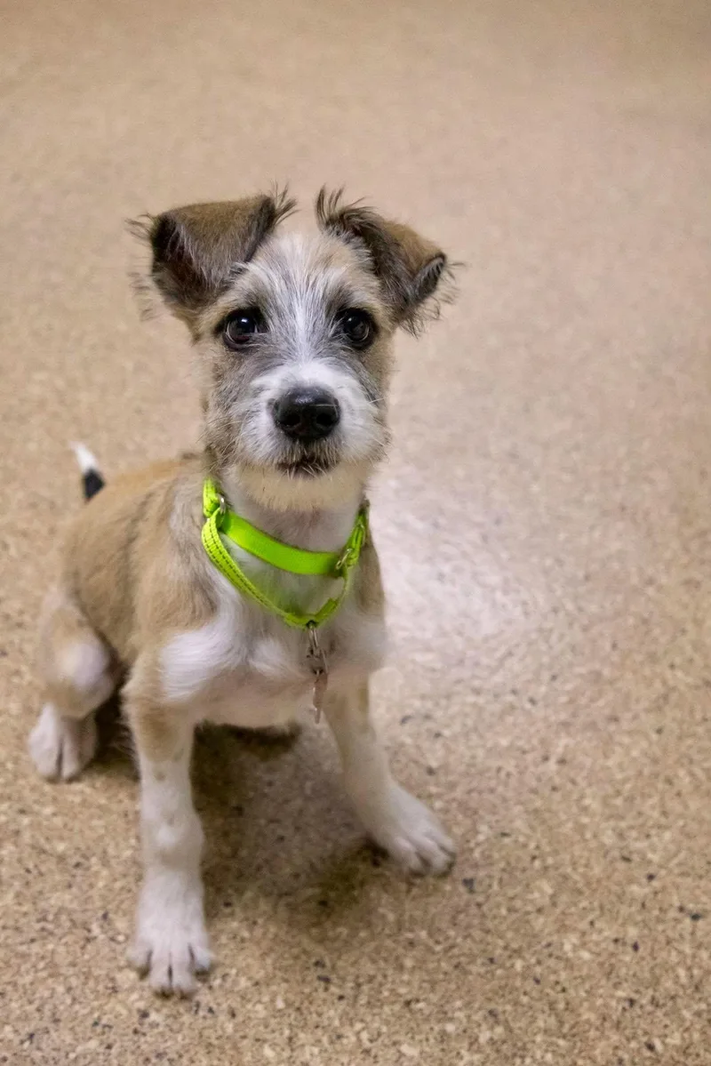 A baby medium-sized male Terrier dog named Papa John for adoption in Valparaiso, IN