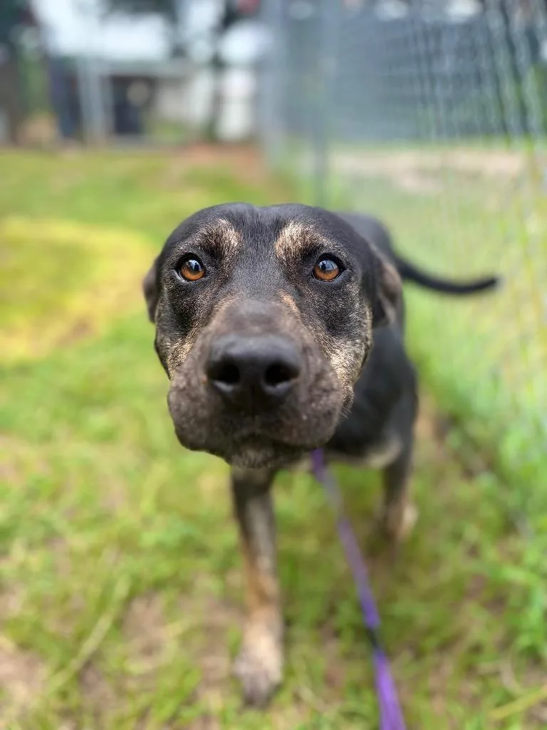 A young medium-sized male Tricolor (Brown, Black, & White) Mixed Breed dog named Hooch for adoption in Winnsboro, SC