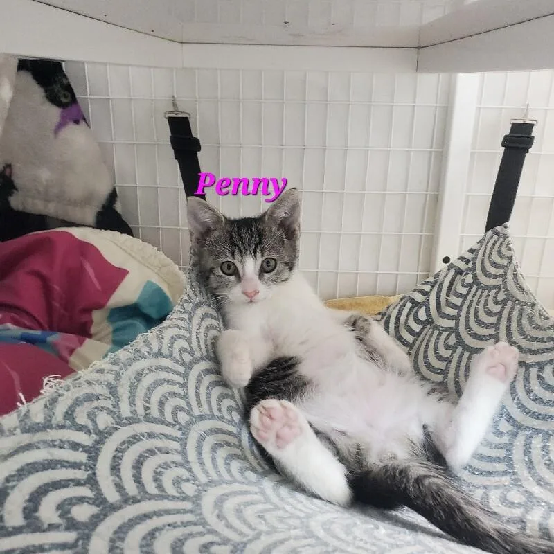 A young medium-sized female Domestic Short Hair cat named Penny Pink Nose for adoption in Diamond Springs, CA