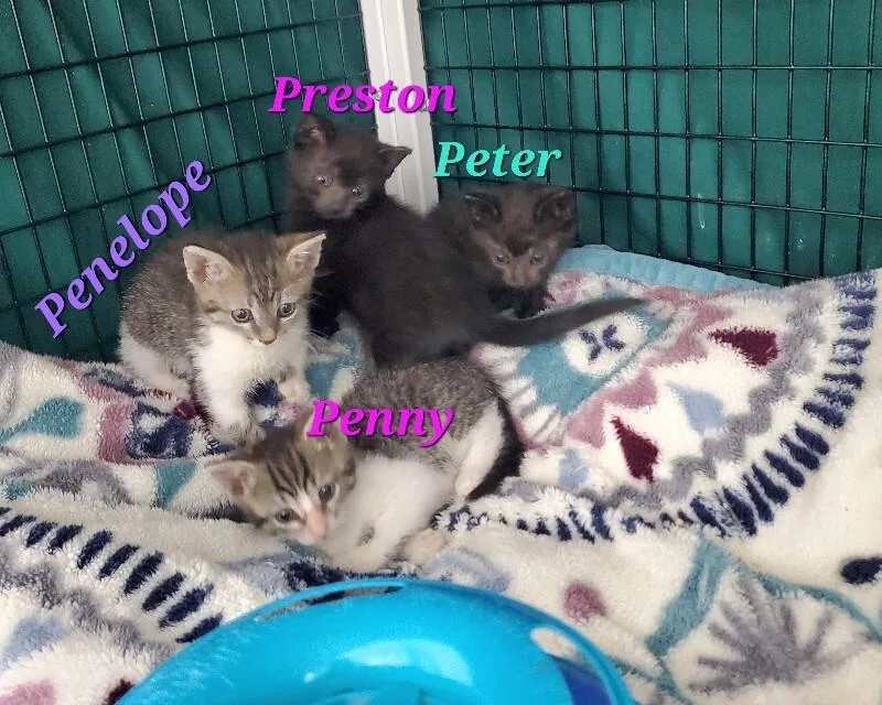 Penny Pink Nose thumbnail 3
