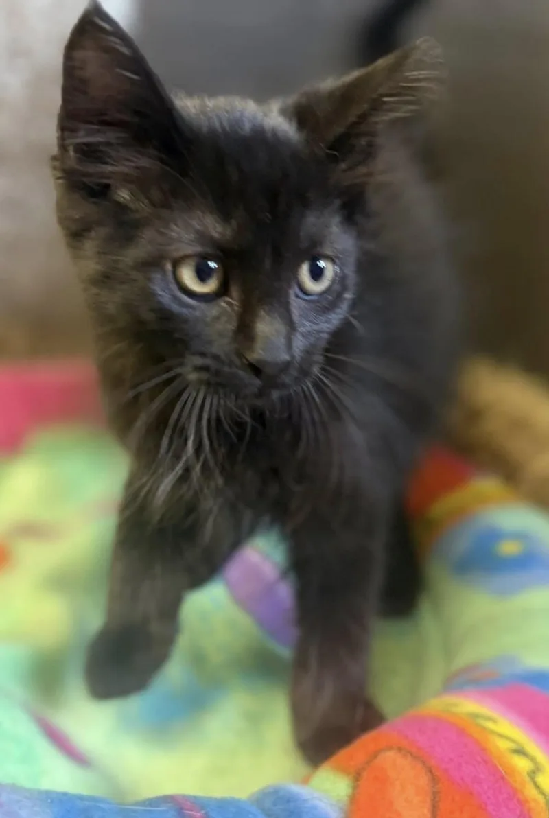A young medium-sized female Black Domestic Short Hair cat named Willow for adoption in Vicksburg, MS