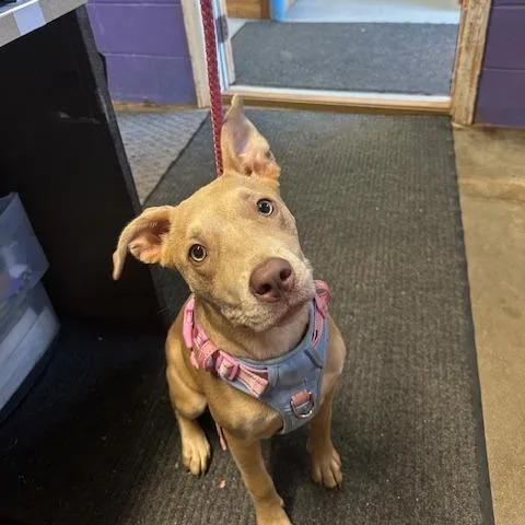 A young small-sized female Golden Yellow Labrador Retriever dog named Lainey for adoption in Enterprise, AL