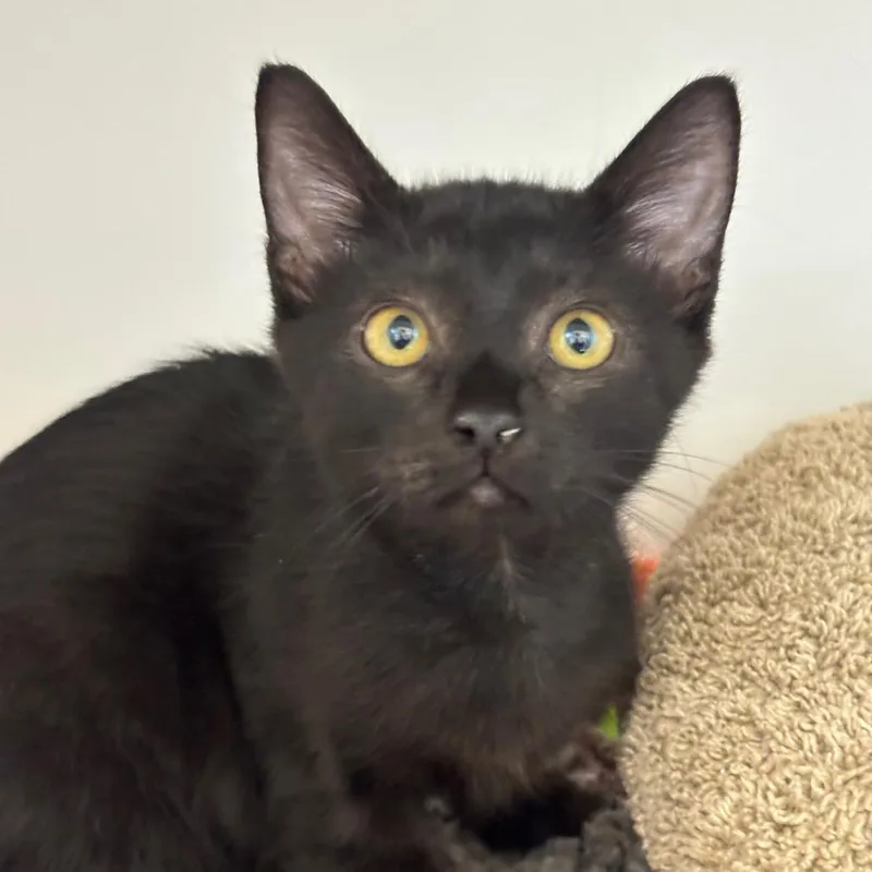 A baby small-sized male Black Domestic Short Hair cat named Panther for adoption in League City, TX