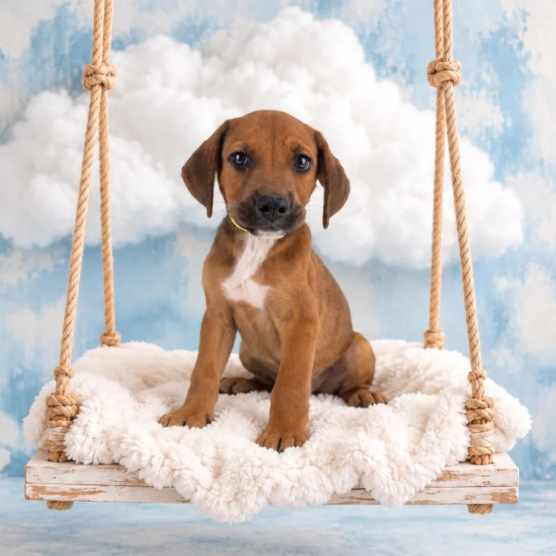 A baby medium-sized male Black Mouth Cur dog named Frank Local November for adoption in Brookshire, TX