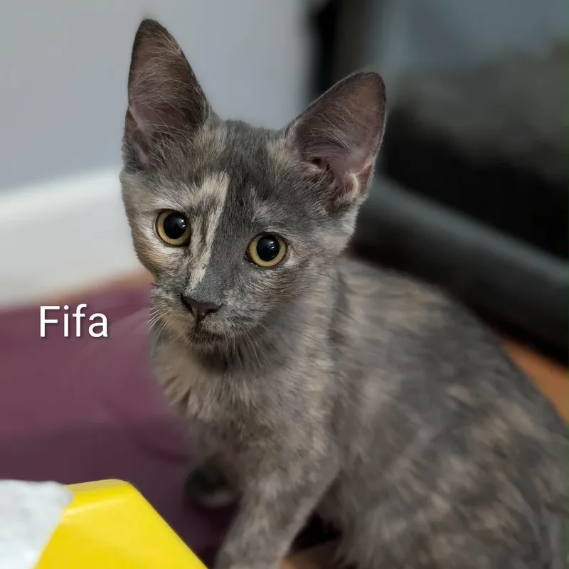 Fifa