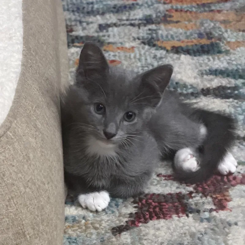 A baby small-sized male Gray / Blue / Silver Domestic Short Hair cat named Lt. Dan for adoption in Houston, TX