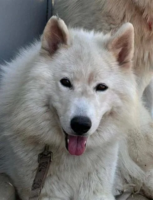 An adult large-sized male Siberian Husky dog named Waffle Crisps for adoption in Sacramento, CA