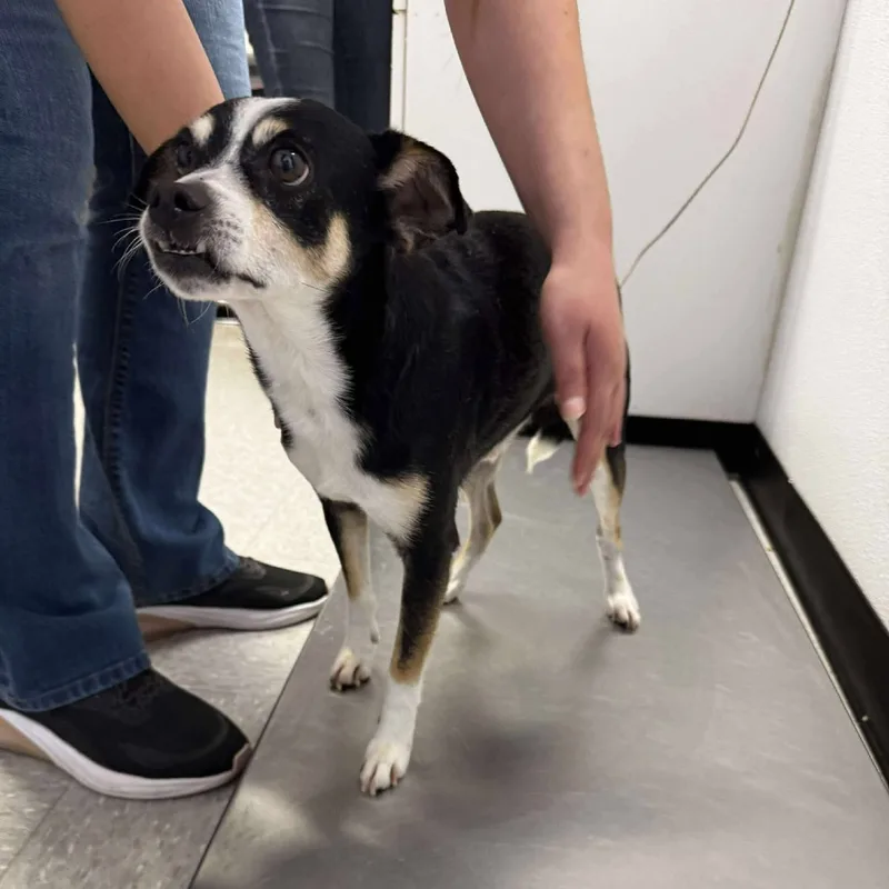 An adult small-sized male Chihuahua dog named Corazon for adoption in Bastrop, TX