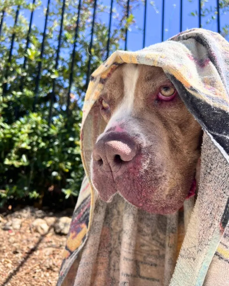 An adult large-sized female White / Cream Mastiff dog named Giuliana Droopy Love for adoption in Valley Village, CA