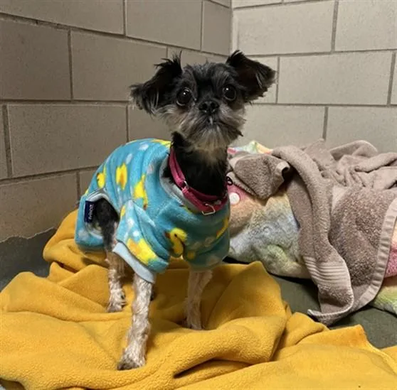 An adult medium-sized female Yorkshire Terrier dog named Peach for adoption in Boston, MA
