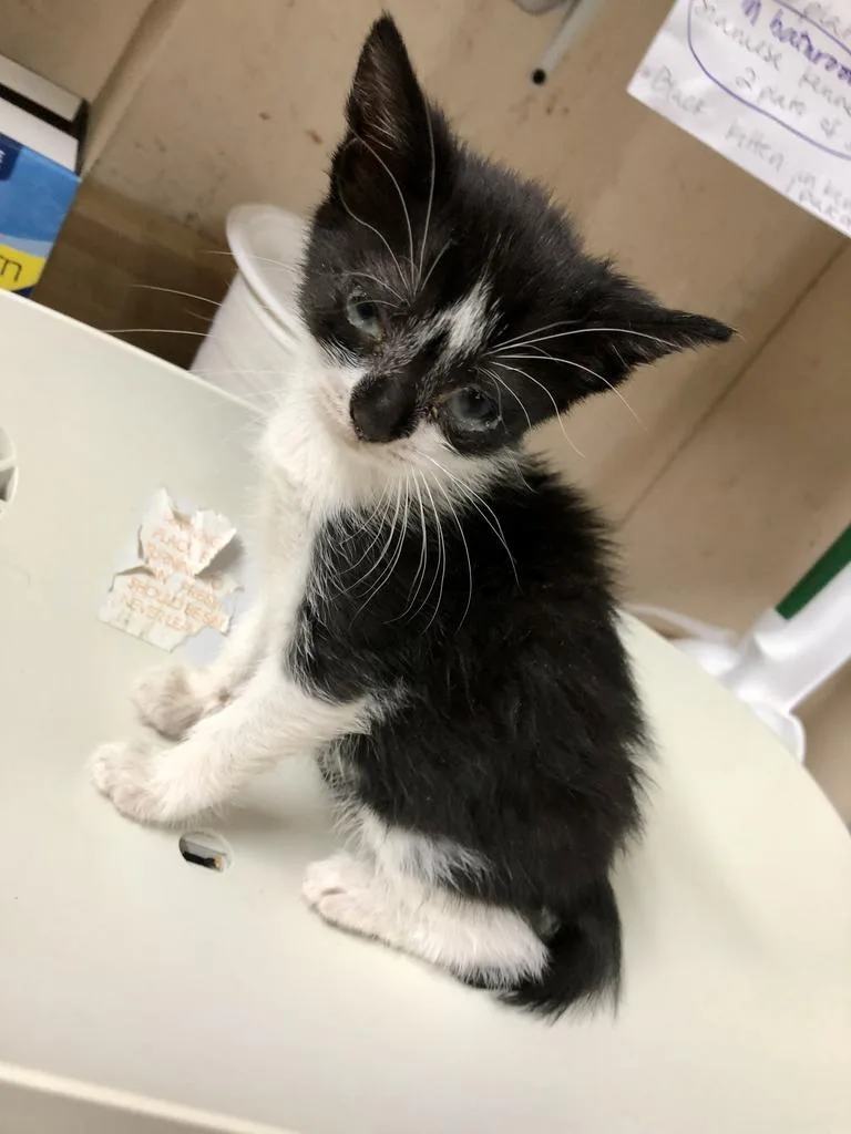 An adult small-sized female Domestic Short Hair cat named Lucille K for adoption in Sherwood, OR