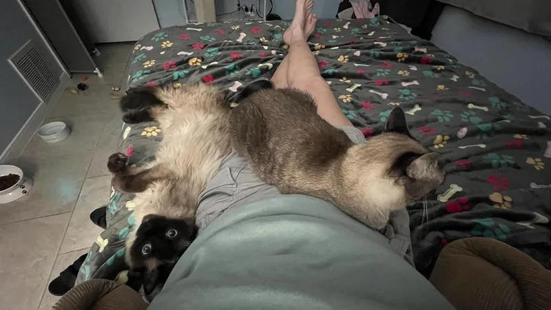 An adult medium-sized male Siamese cat named Mo for adoption in Austin, TX