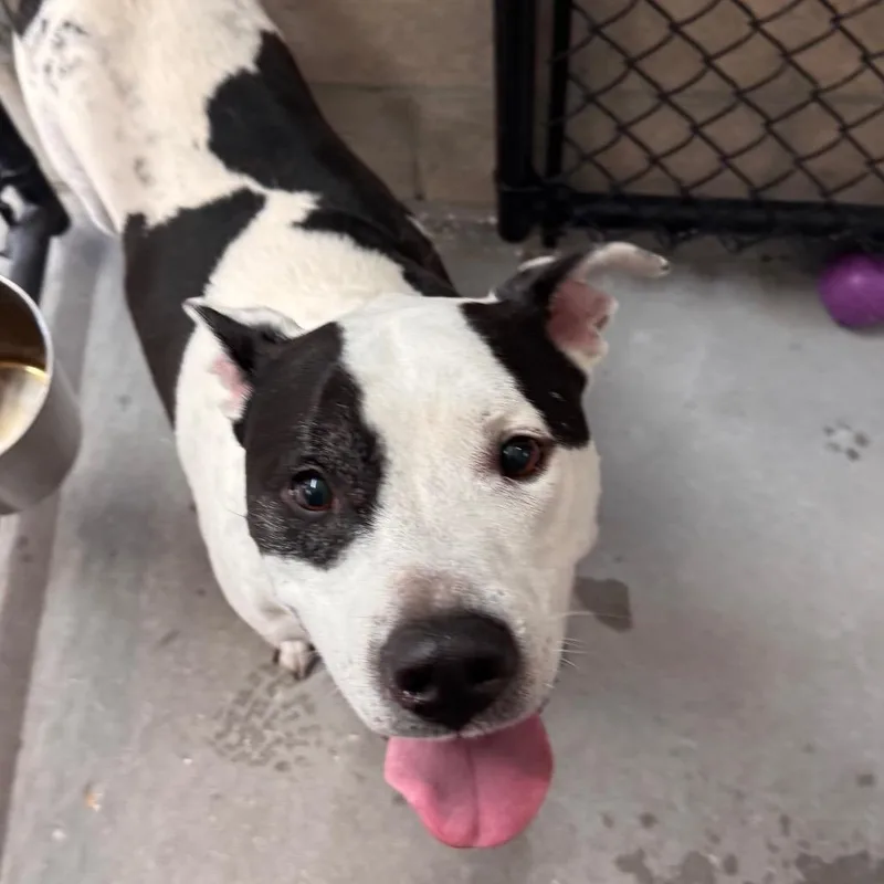 An adult large-sized male American Staffordshire Terrier dog named Iggy for adoption in Tampa, FL