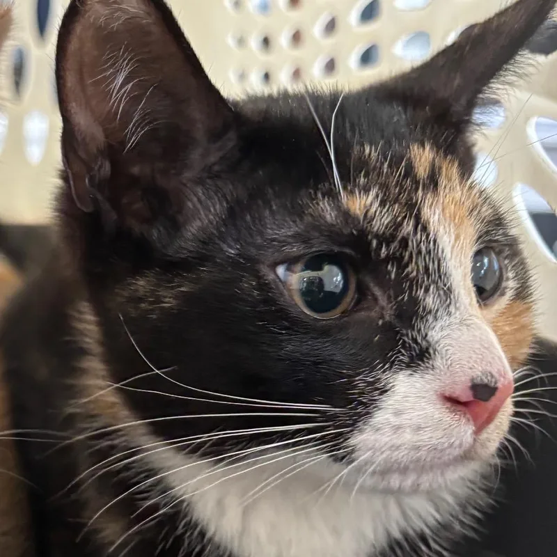 A baby small-sized female Black Domestic Short Hair cat named Harvest for adoption in Allentown, PA