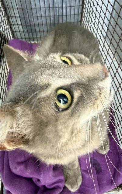 An adult large-sized female Domestic Short Hair cat named Magnet for adoption in San Antonio, TX