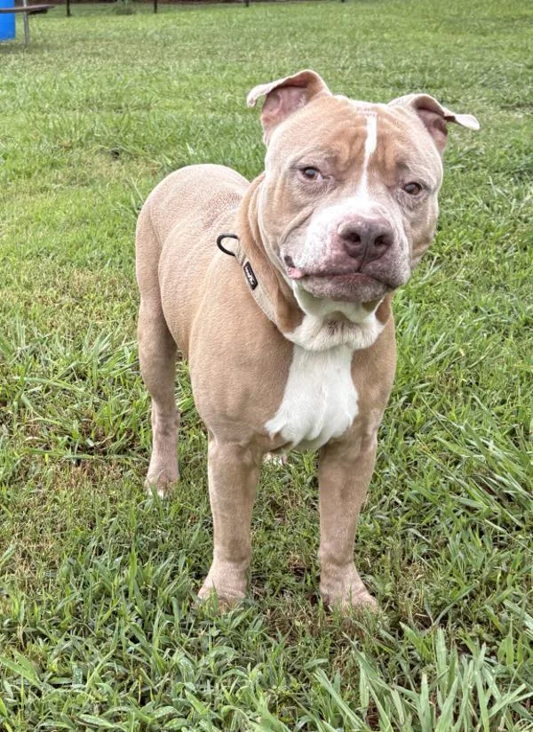 An adult large-sized male Pit Bull Terrier dog named Carlo for adoption in Virginia Beach, VA