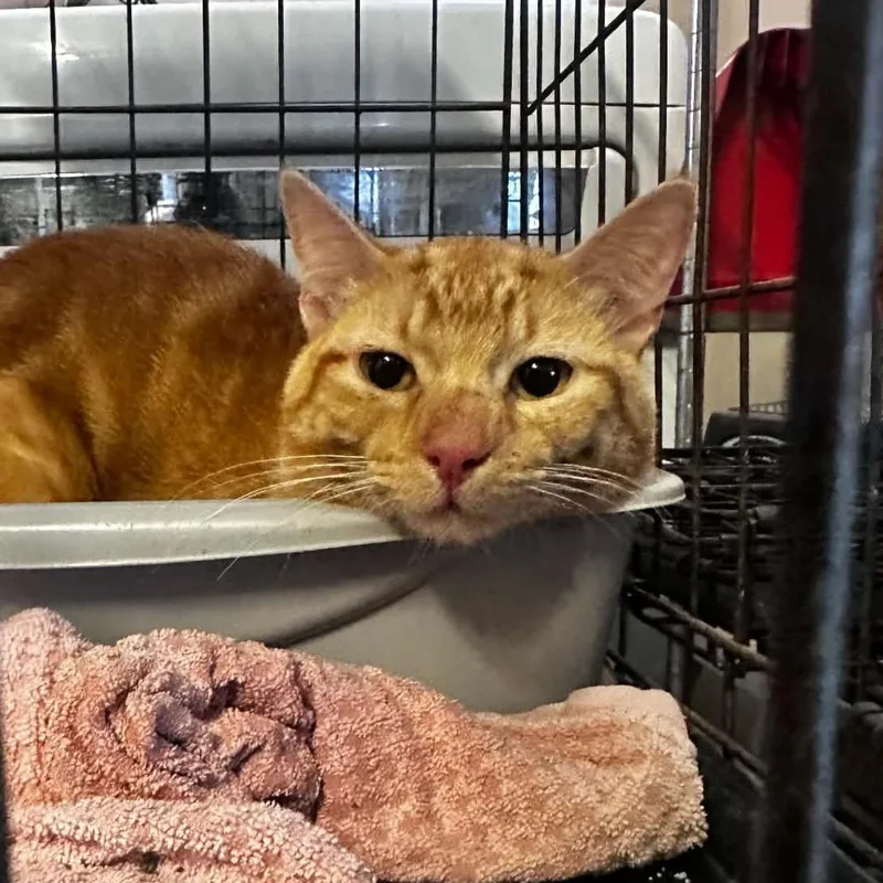 An adult small-sized male Orange / Red Domestic Short Hair cat named Chili for adoption in Stephenville, TX
