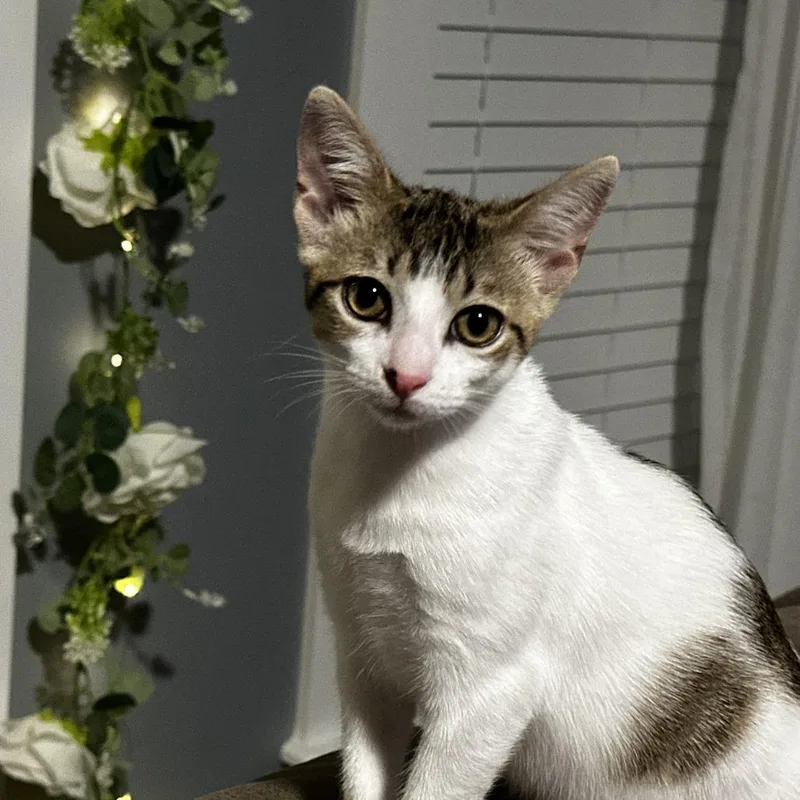 A baby small-sized female White Domestic Short Hair cat named Avery for adoption in Gainesville, FL