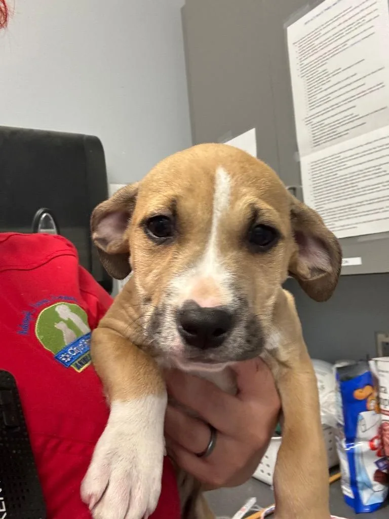A baby medium-sized male Pit Bull Terrier dog named Topo for adoption in Bloomington, IN