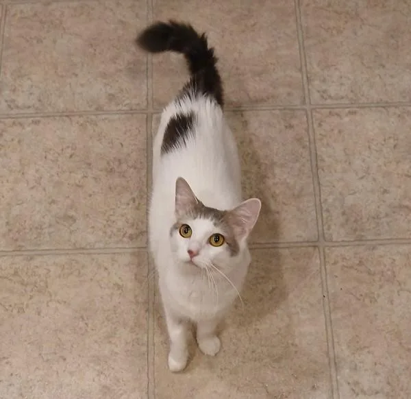 An adult small-sized female Domestic Short Hair cat named Daisy Doodles for adoption in Vancouver, WA