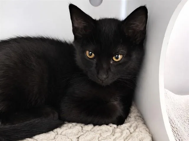 A baby small-sized male Domestic Short Hair cat named Sirius for adoption in Palo Alto, CA