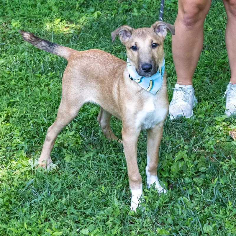A baby medium-sized male Brown / Chocolate Shepherd dog named Lil BroAvail for adoption in West Grove, PA